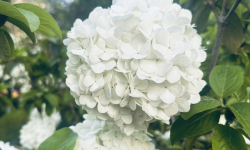 Featured image of post words of blossom