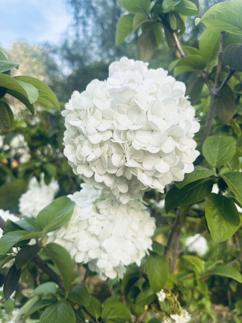 Featured image of post words of blossom